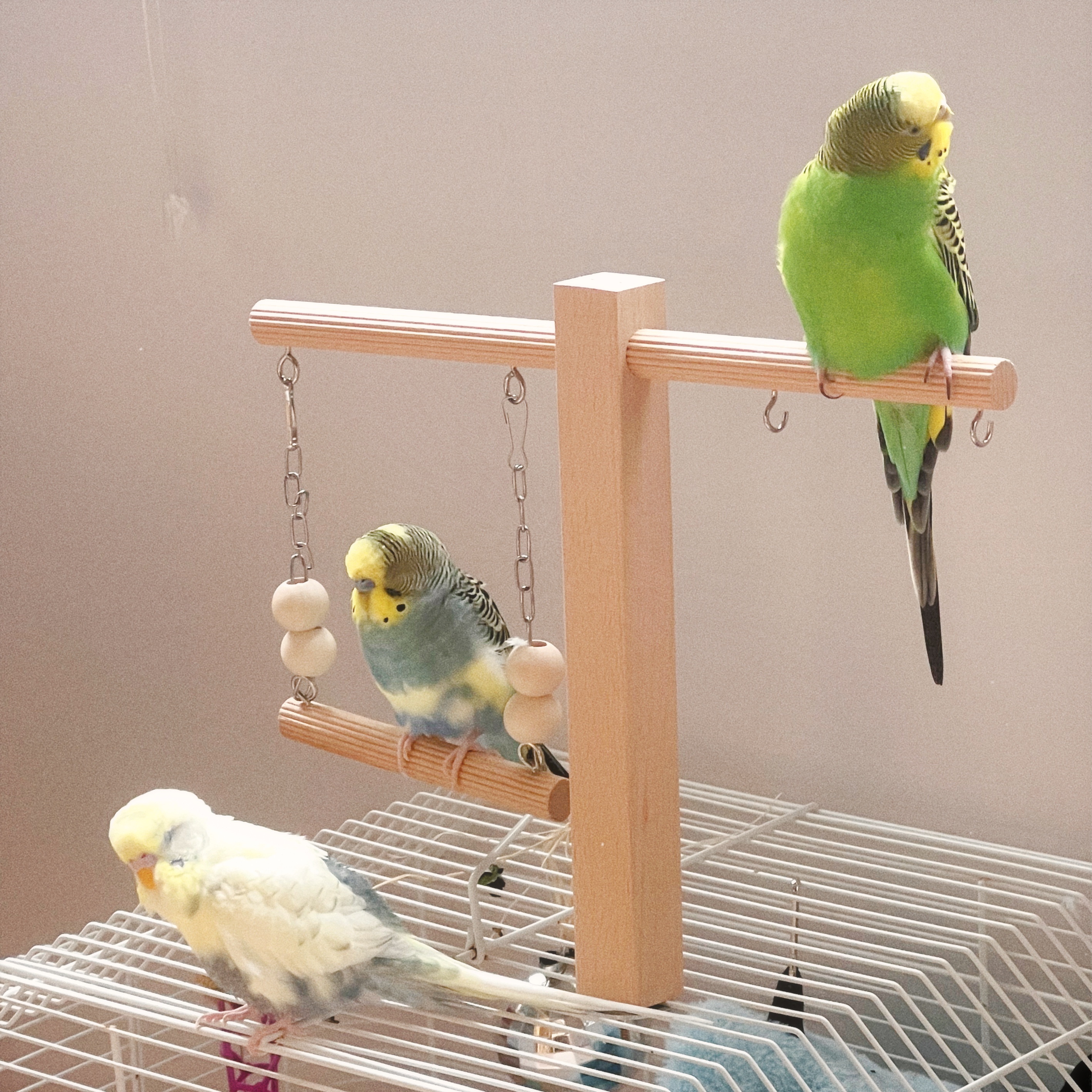 Creamy, Soda, and Rufus — Angela's three adopted budgies, left to right